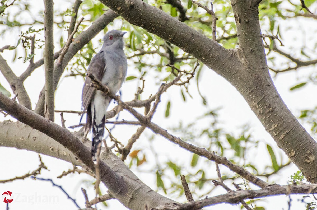 Gray-bellied Cuckoo - ML169813971