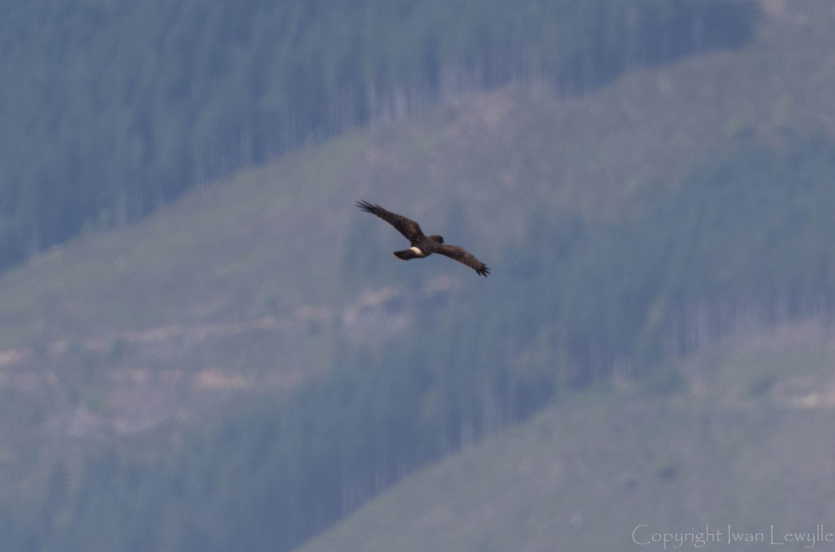 Northern Harrier - ML169815261