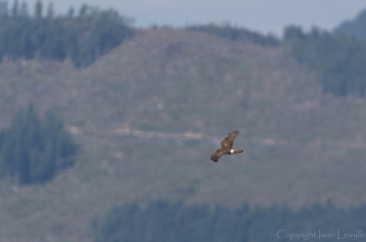 Northern Harrier - ML169815271