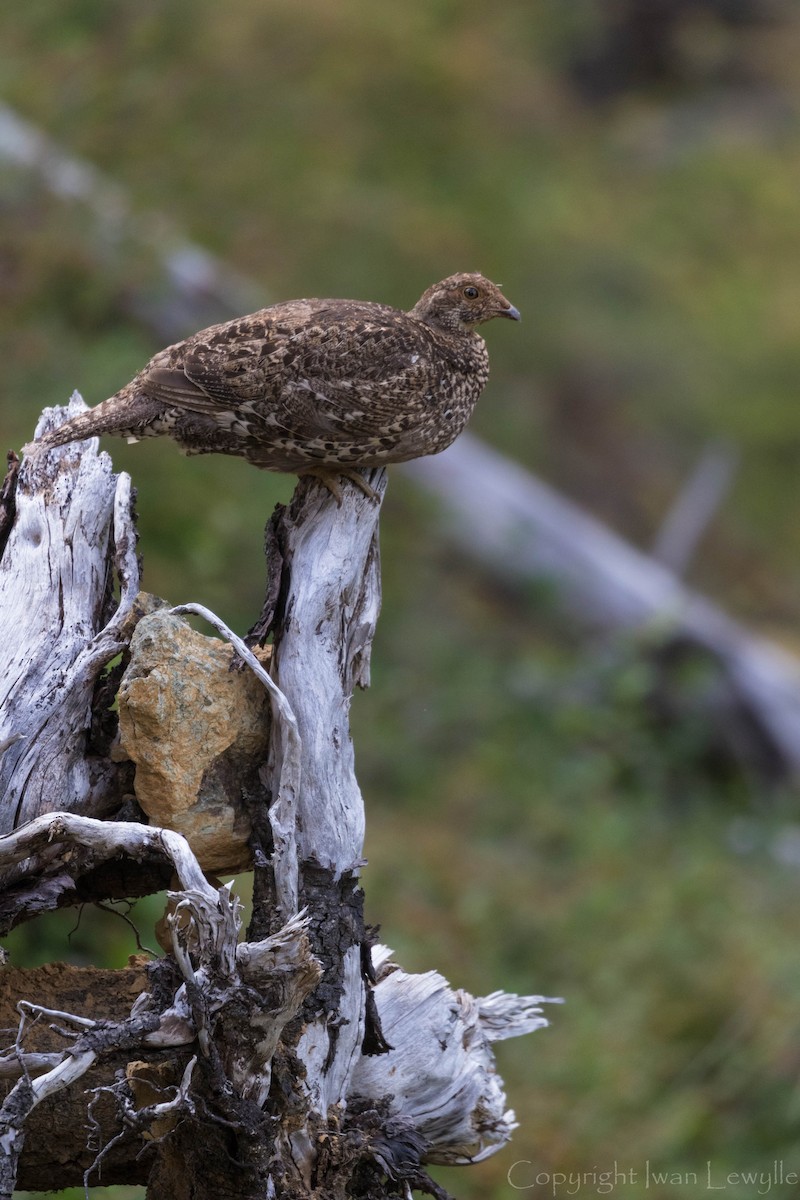 Sooty Grouse - ML169815821