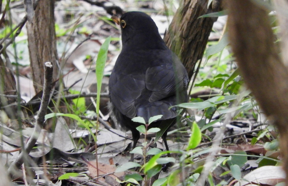Eurasian Blackbird - ML169816731