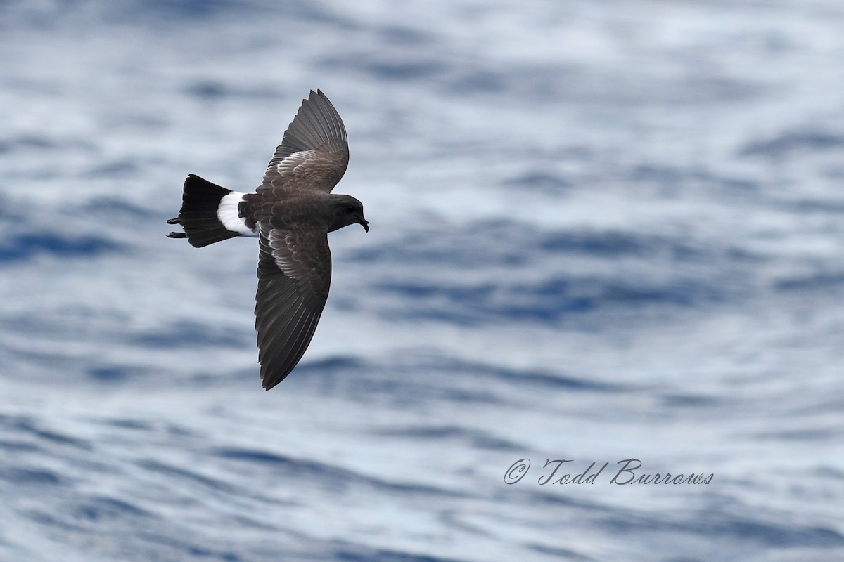 Black-bellied Storm-Petrel - ML169817631