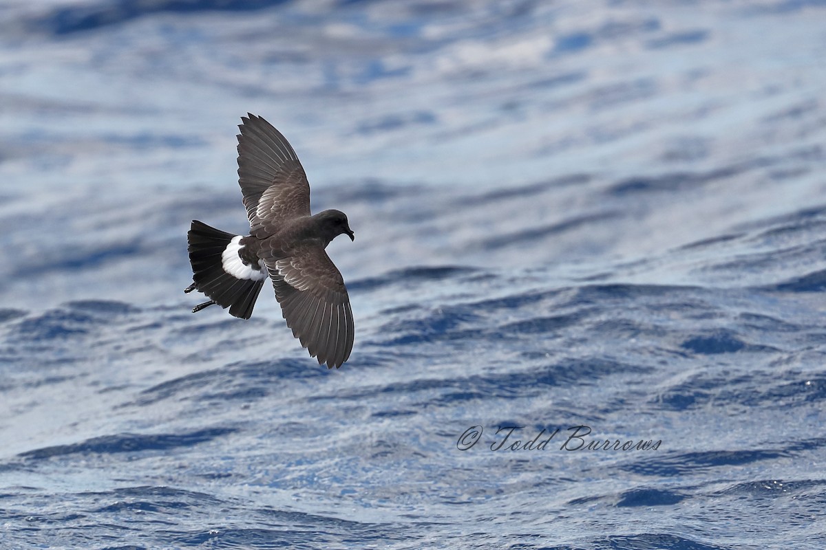 Black-bellied Storm-Petrel - ML169817641