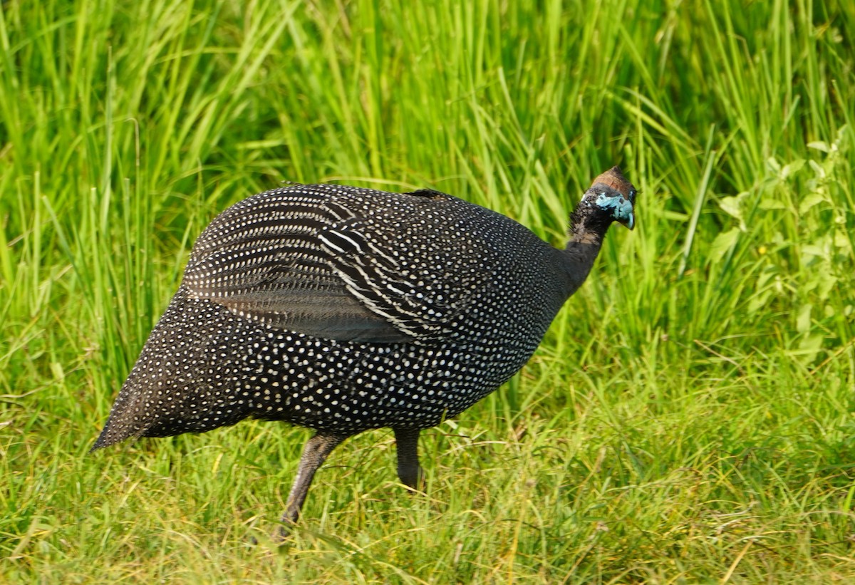 Helmeted Guineafowl - Annette Teng