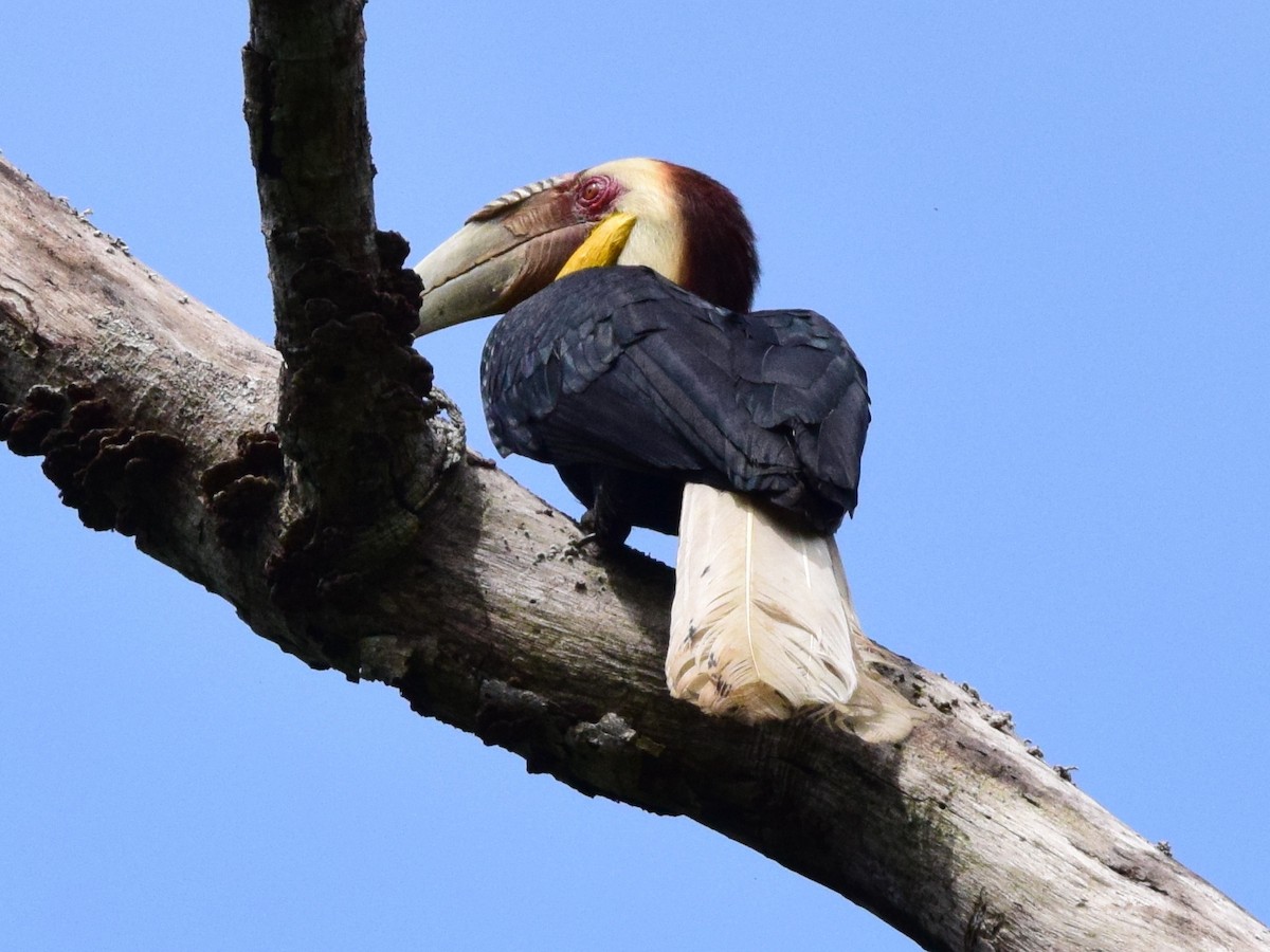 Wreathed Hornbill - ML169820871