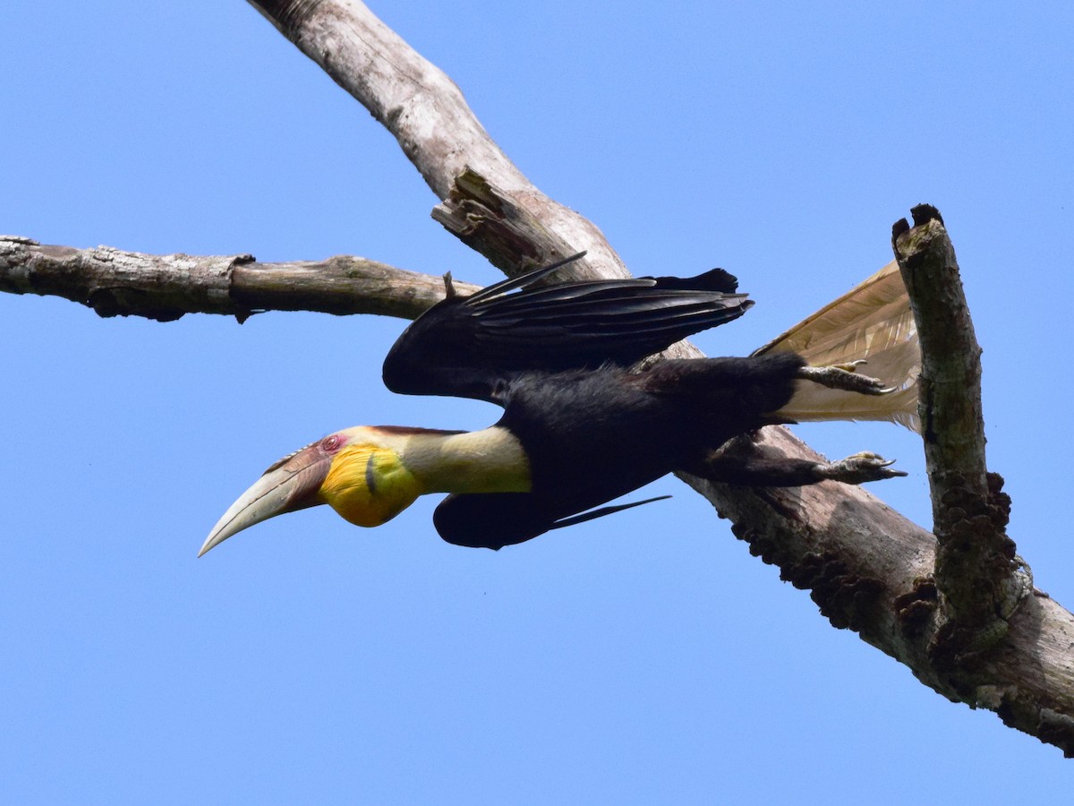 Wreathed Hornbill - ML169820881