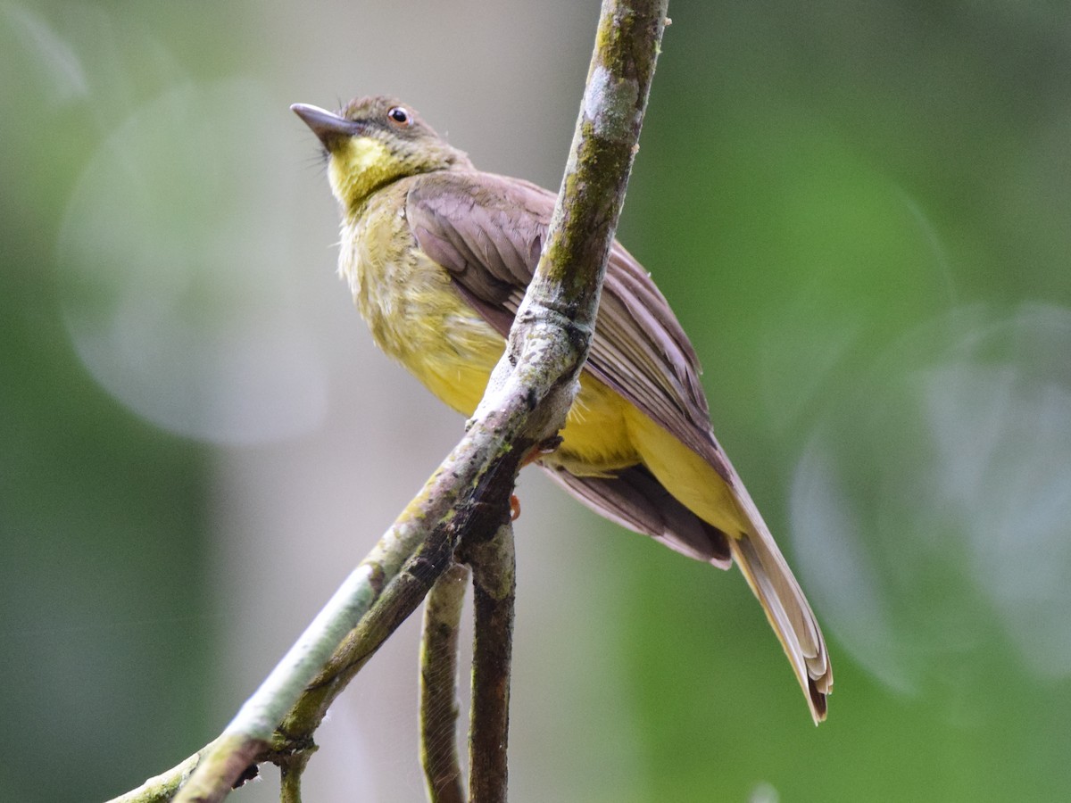 Finsch's Bulbul - Shafeeq Wilson