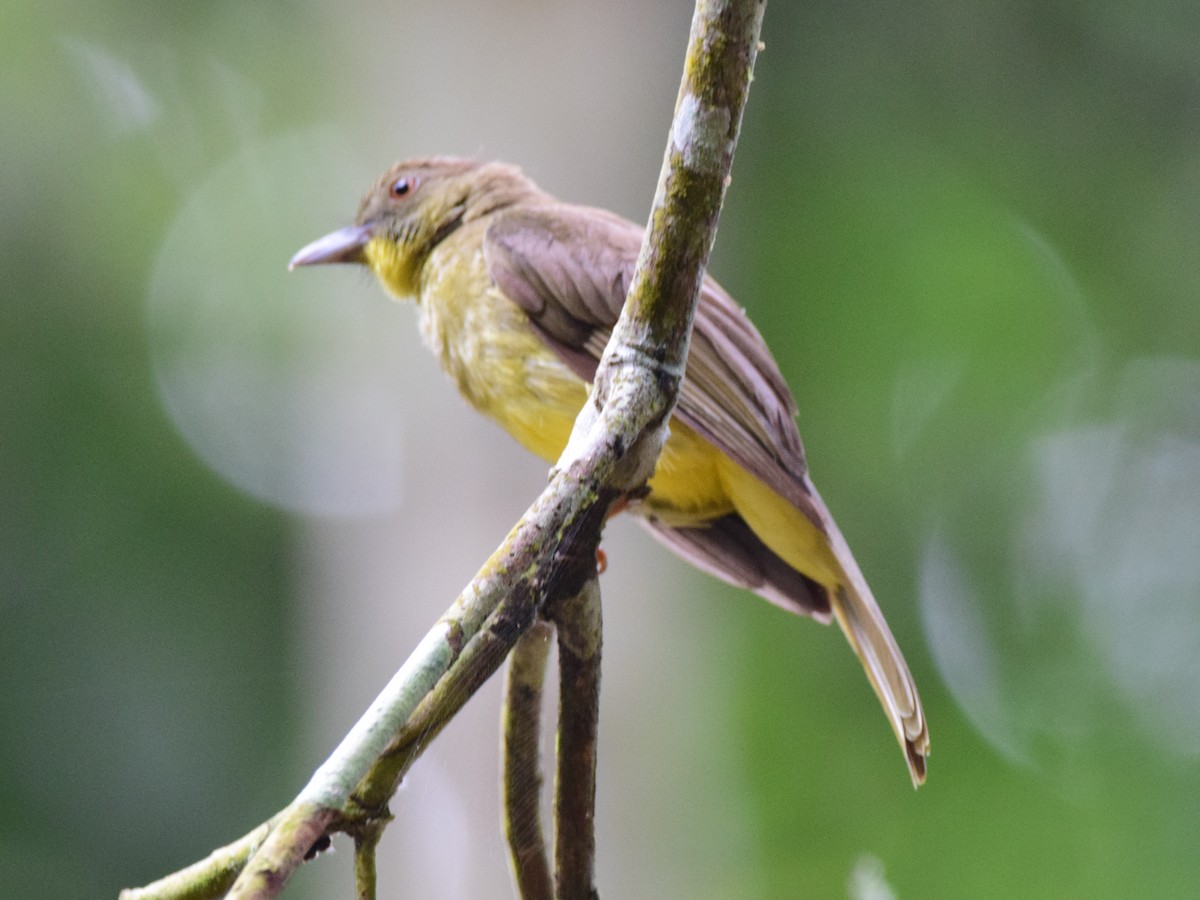 Finsch's Bulbul - ML169821081