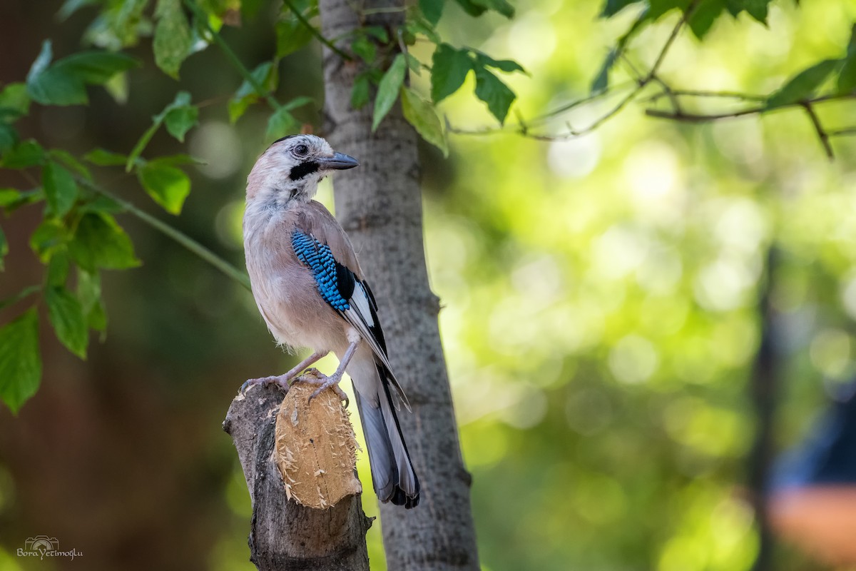 Eurasian Jay - ML169821851