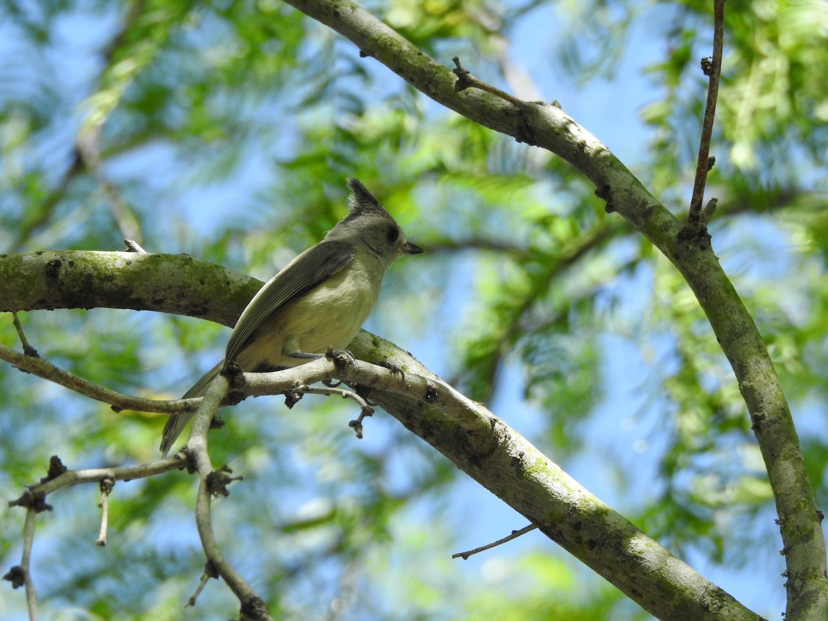 Black-crested Titmouse - ML169822021