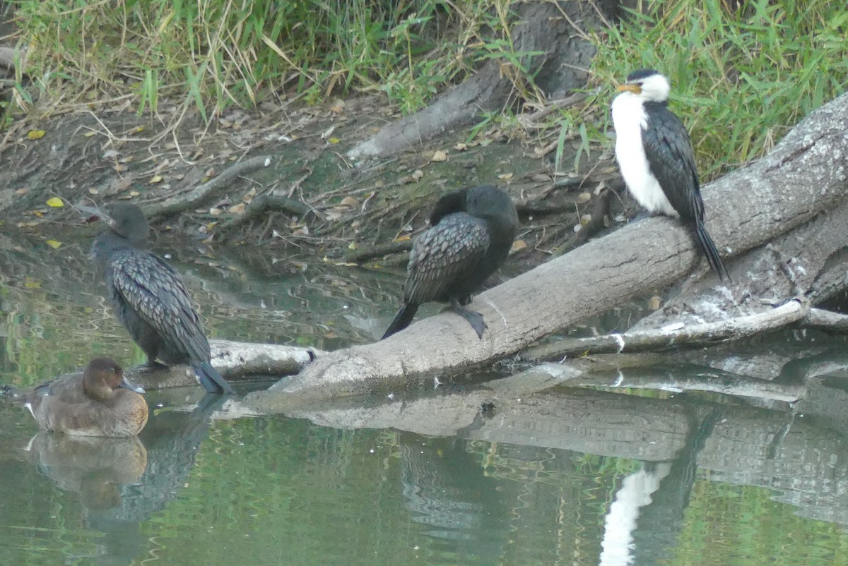 Little Pied Cormorant - ML169823061