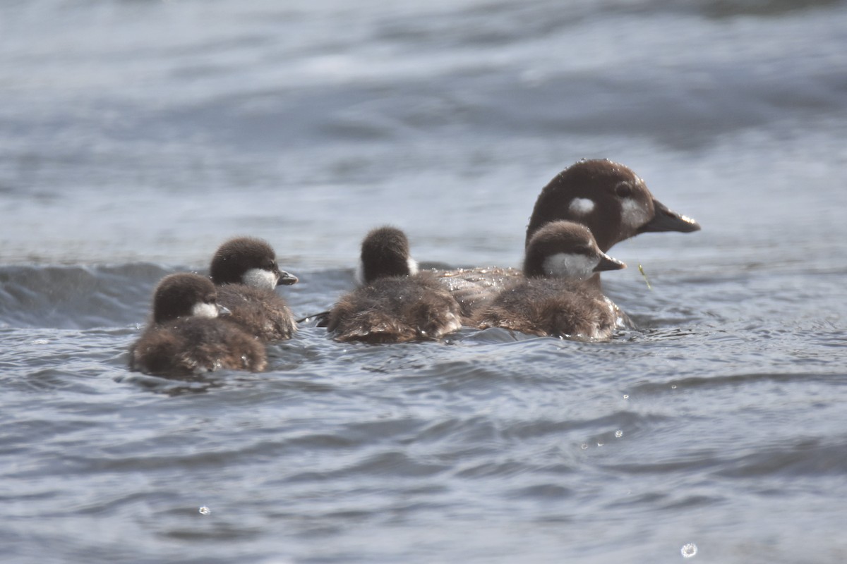 Harlequin Duck - ML169823641