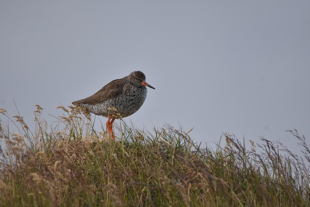 Common Redshank - Job De Bruycker