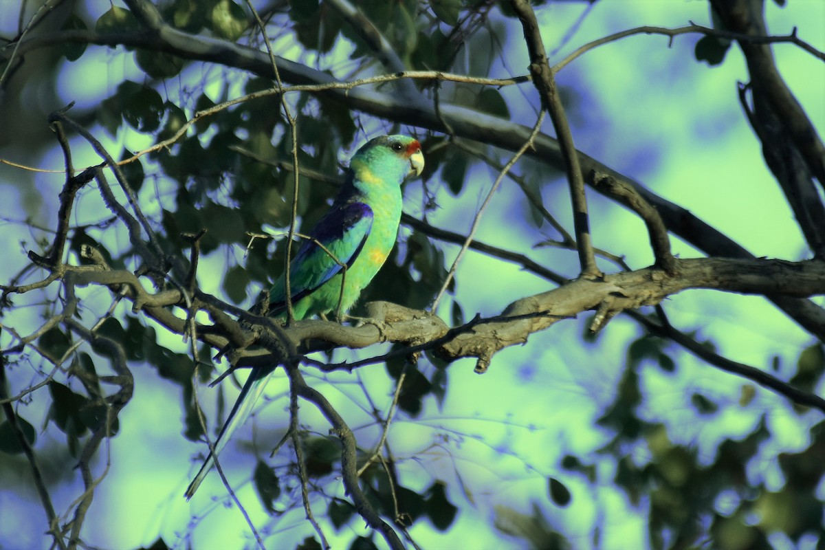 Australian Ringneck - ML169825511