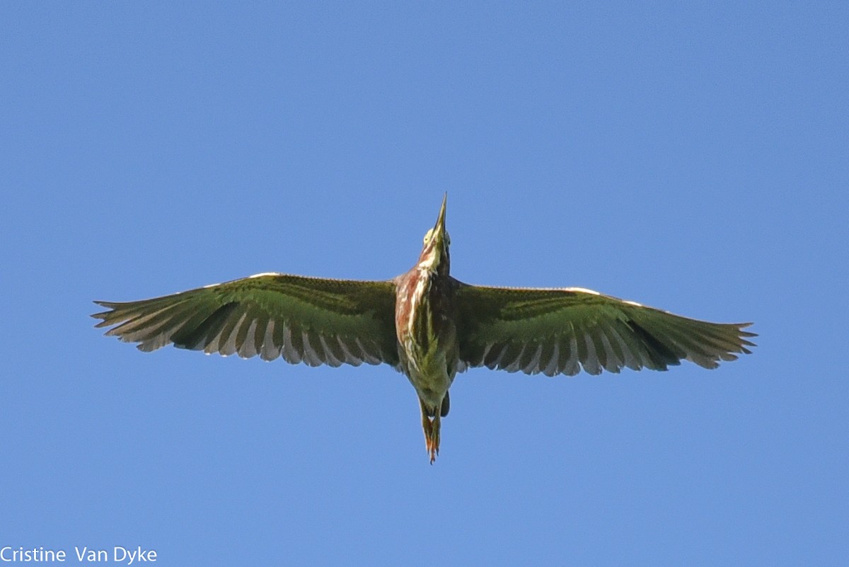 Green Heron - Cristine Van Dyke