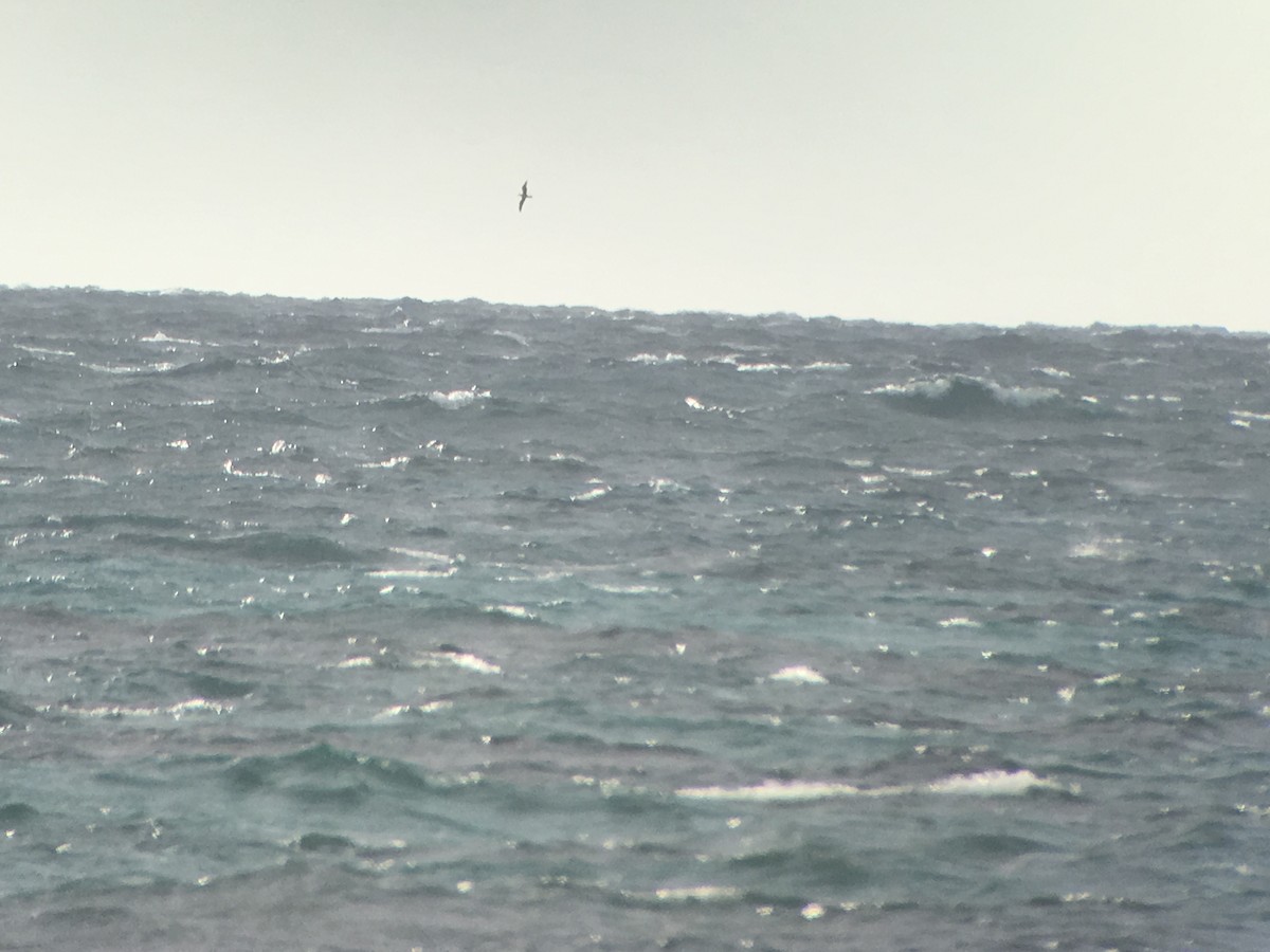 Cory's Shearwater - ML169827941