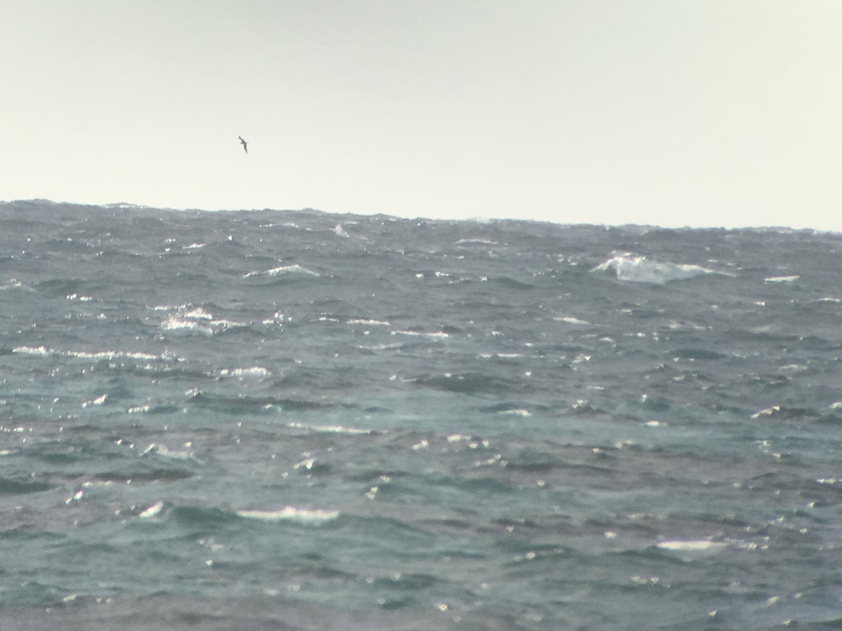 Cory's Shearwater - ML169827961