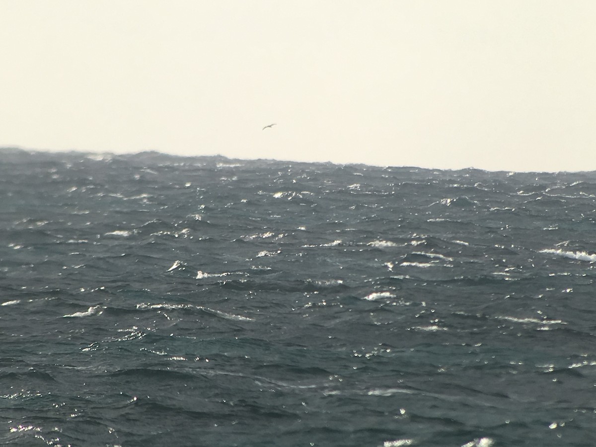 Cory's Shearwater - ML169827971