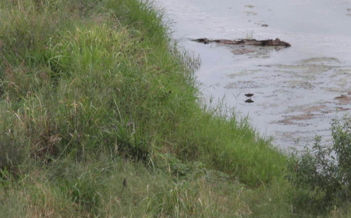 Greater Painted-Snipe - ML169828181