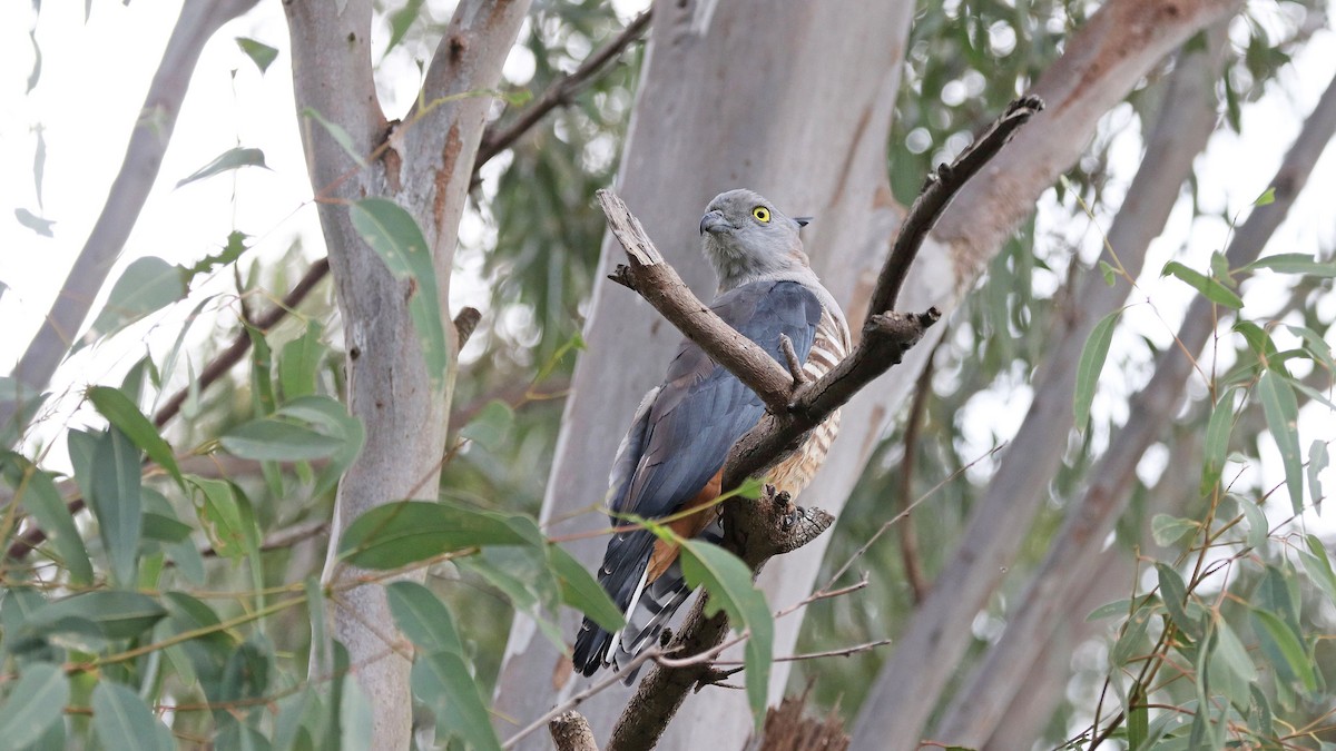 Pacific Baza - ML169828311