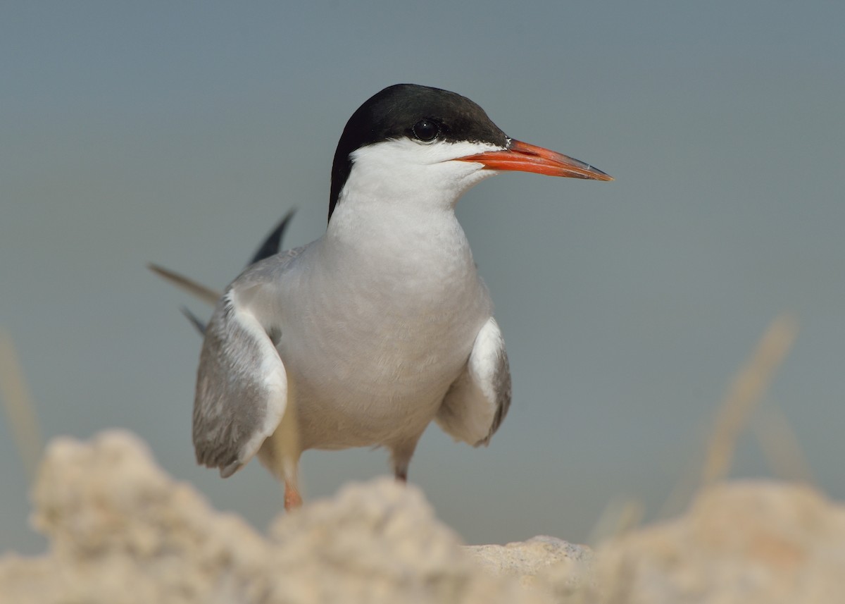 Common Tern - ML169831161