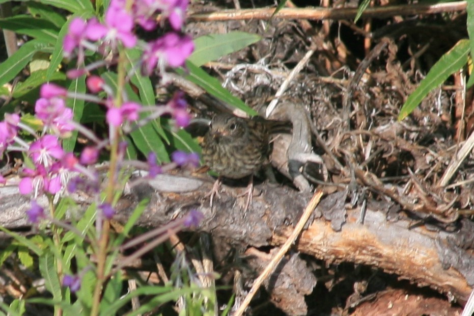 Dunnock - ML169834091