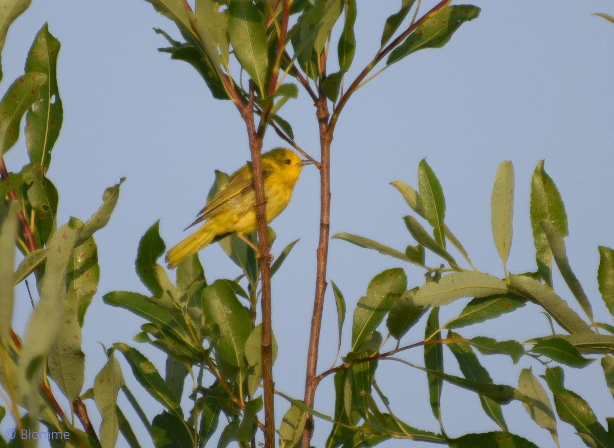 Paruline jaune - ML169834421