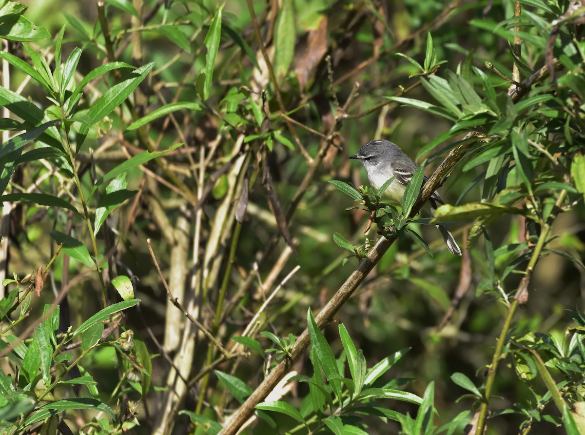 Straneck's Tyrannulet - ML169836091