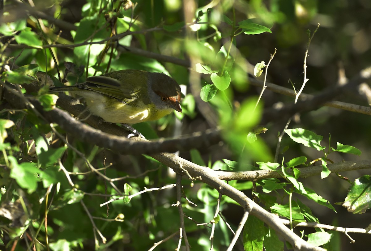 Rufous-browed Peppershrike - ML169836391