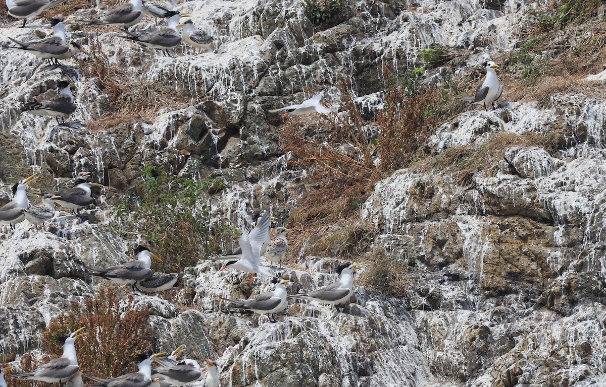 Roseate Tern - ML169836481