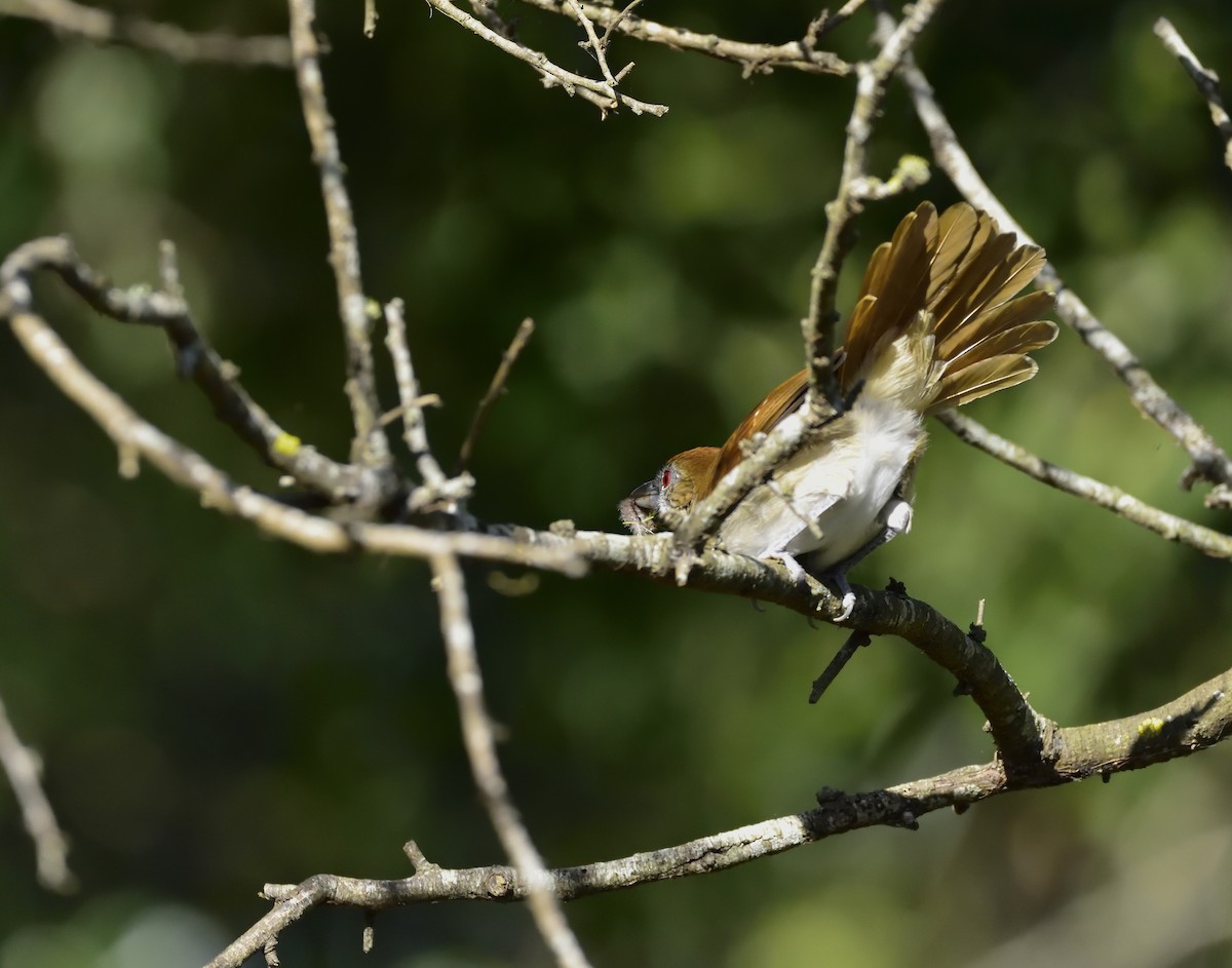 Great Antshrike - ML169836591