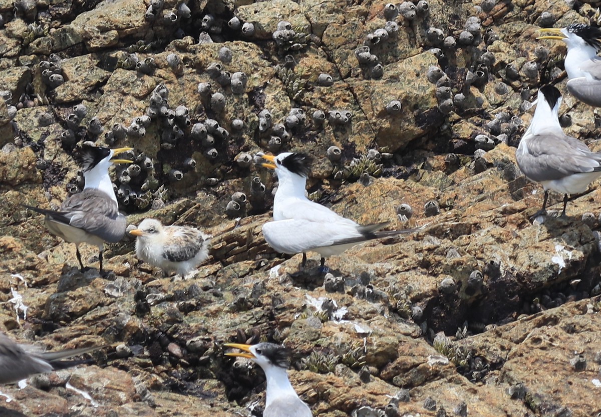 Chinese Crested Tern - ML169836861