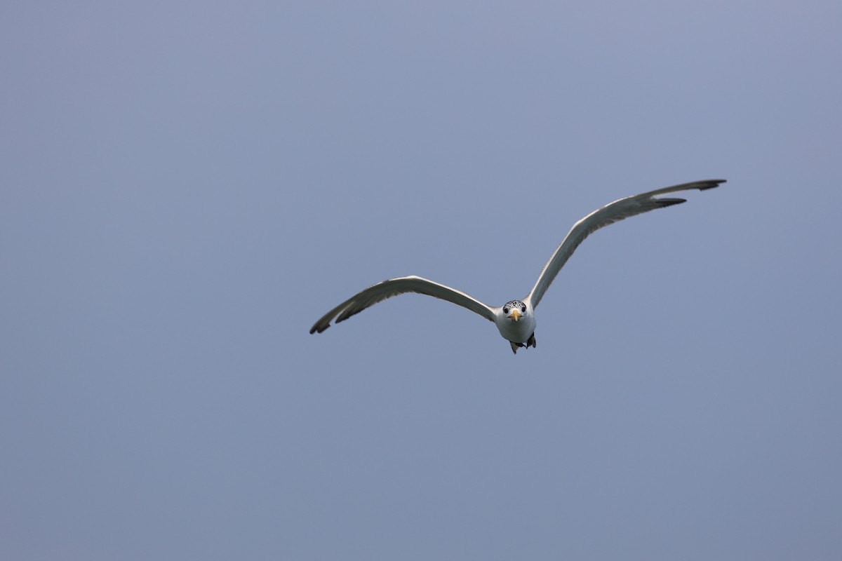 Great Crested Tern - ML169837061