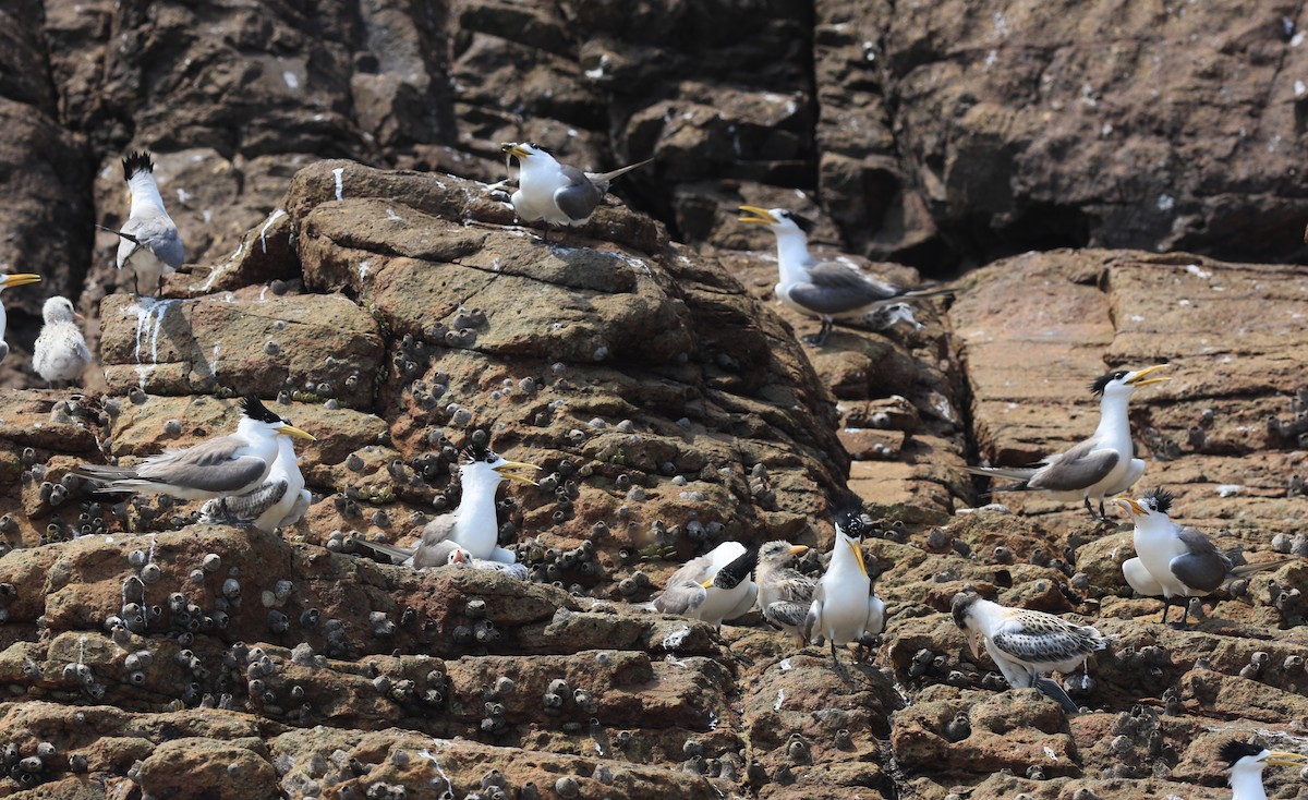 Great Crested Tern - ML169837081