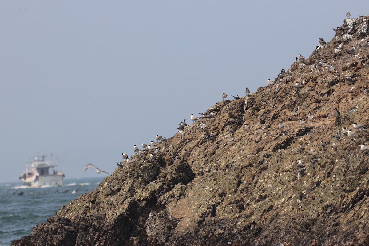 Great Crested Tern - ML169837131
