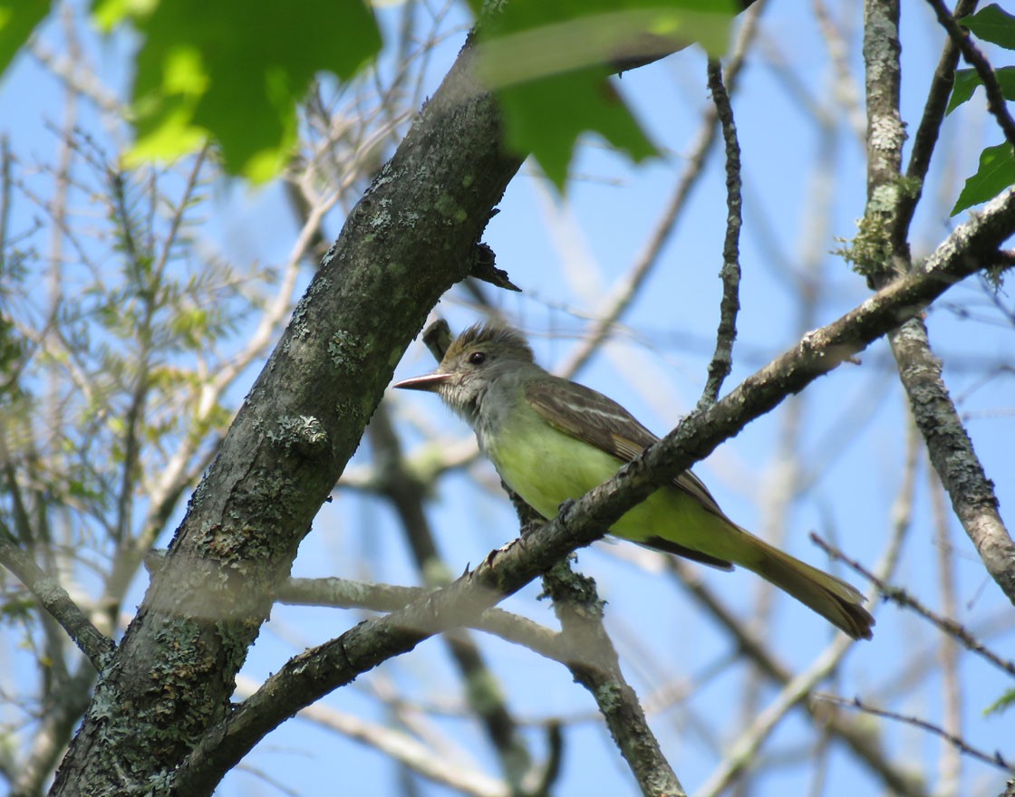 Great Crested Flycatcher - Thomas Schultz