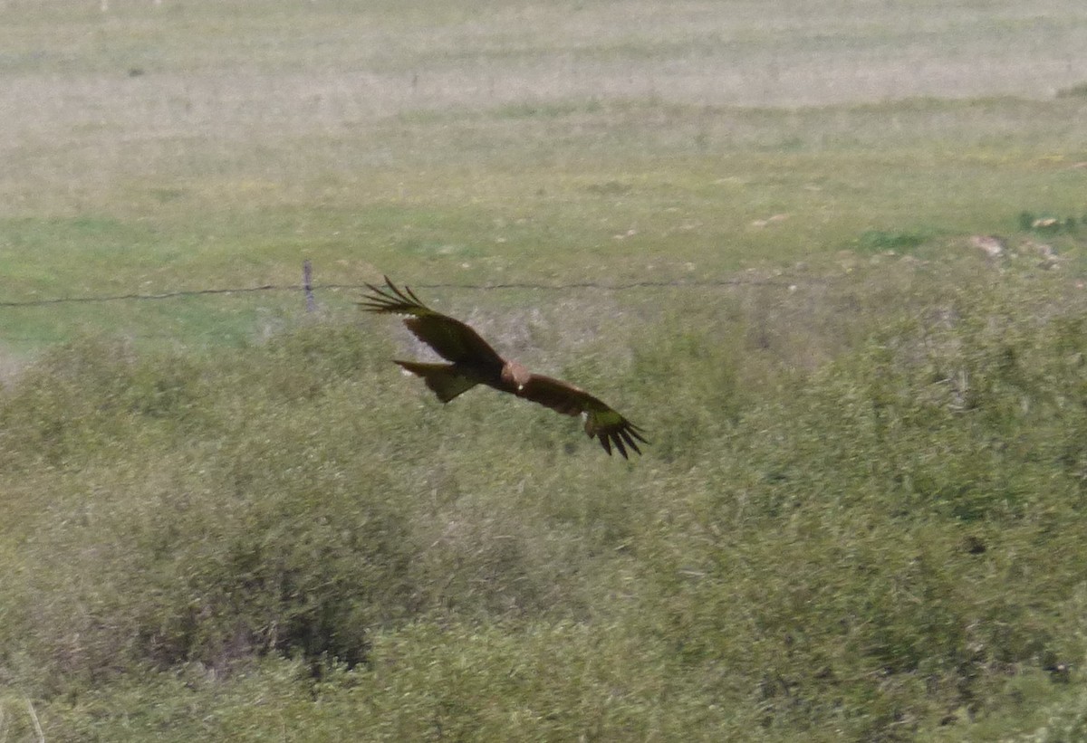 Black Kite - ML169839901