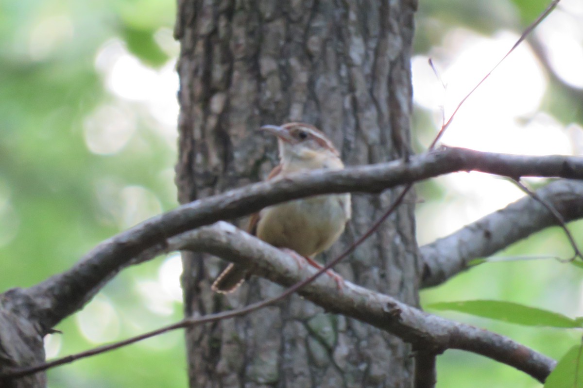 Carolina Wren - Allan Strong