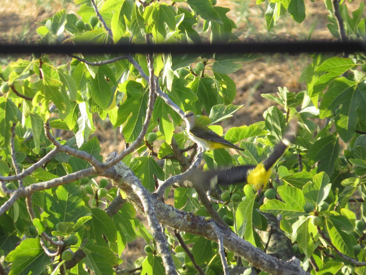 Eurasian Golden Oriole - ML169841451