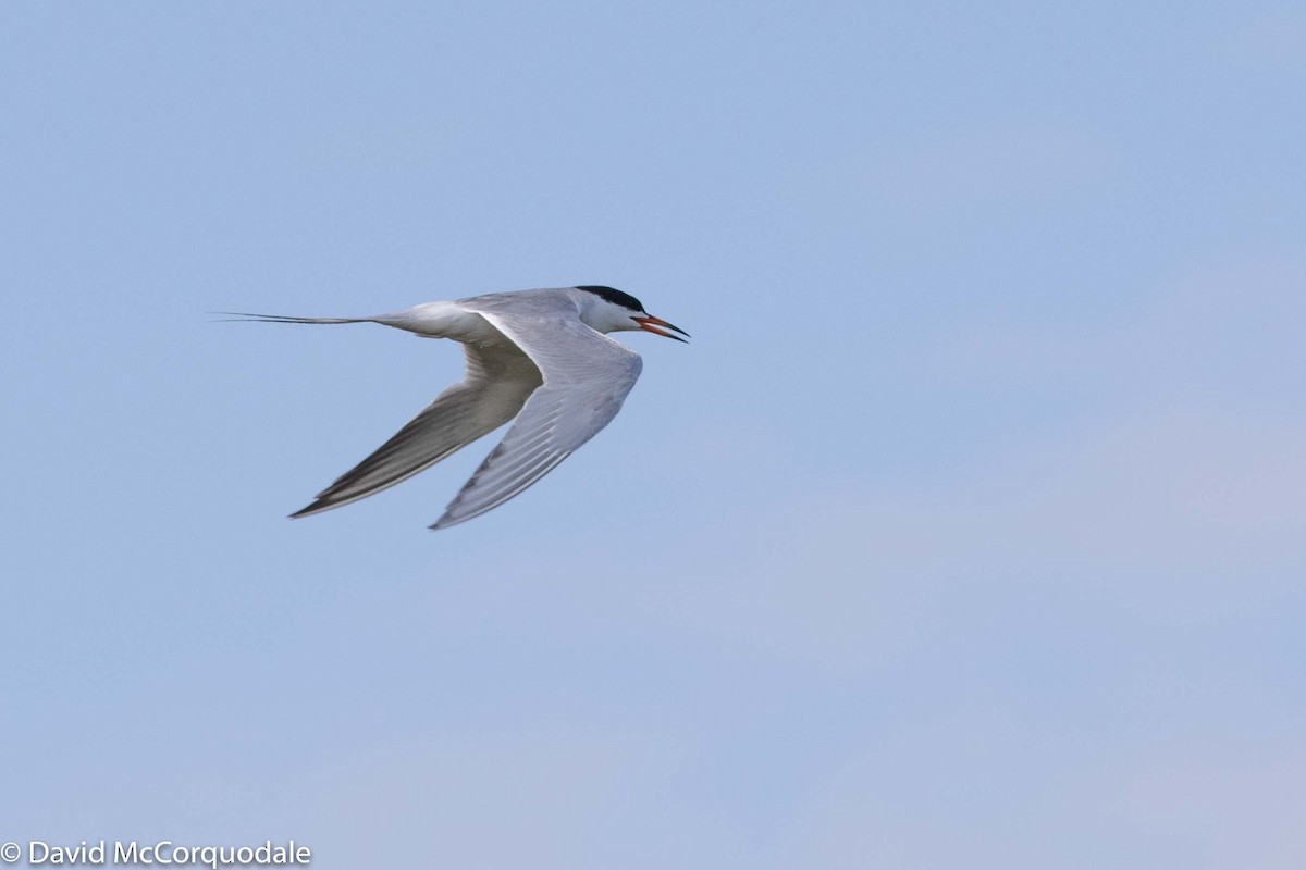 Common Tern - ML169842601