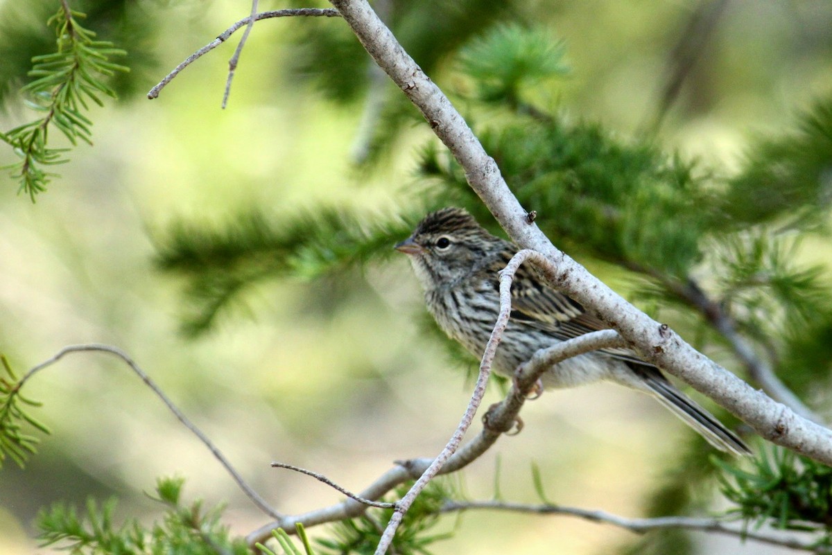 Chipping Sparrow - ML169844001