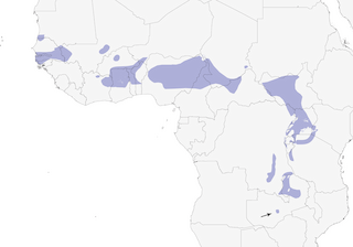 Distribution of the Swamp Flycatcher - Range Map