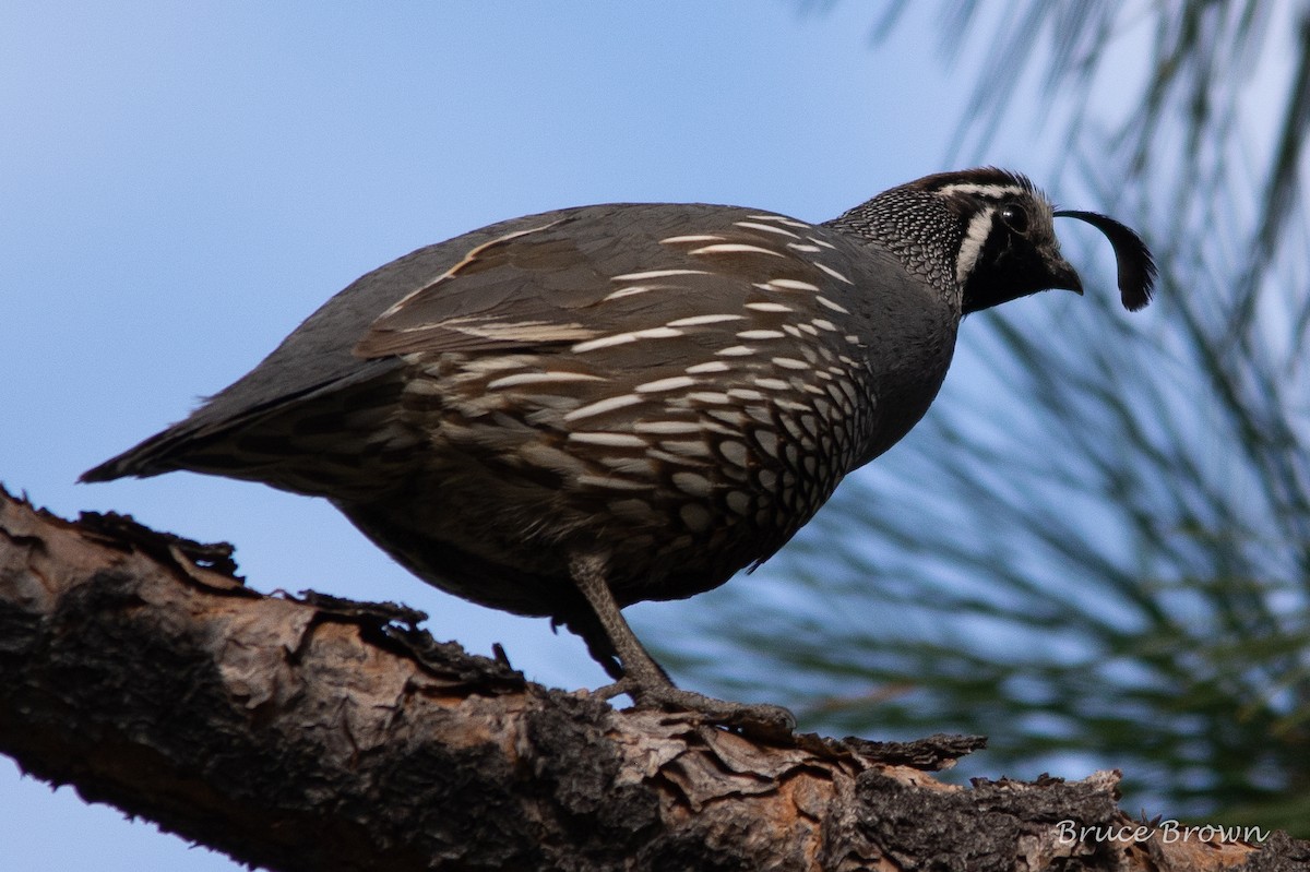 California Quail - ML169847131