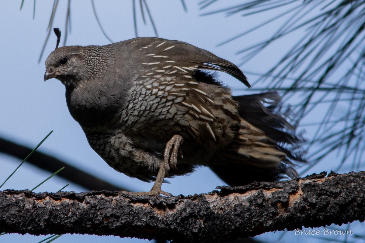 California Quail - Bruce Brown