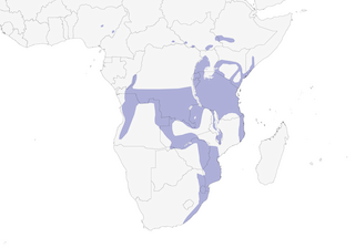 Distribution of the Red-capped Robin-Chat - Range Map