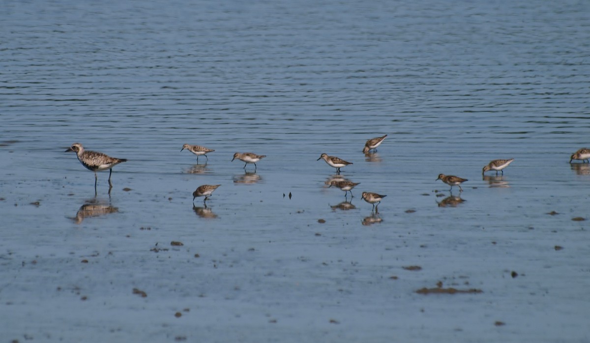 Semipalmated Sandpiper - Bill Bunn