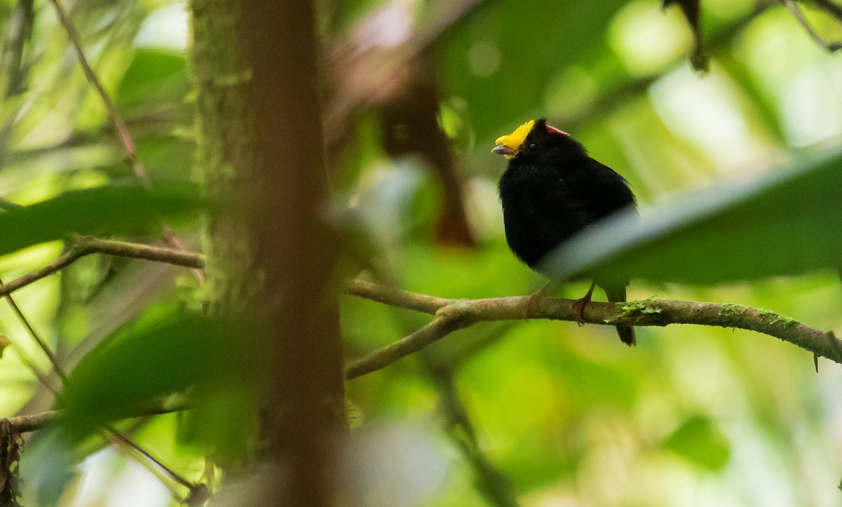 Manakin à ailes d'or - ML169850811