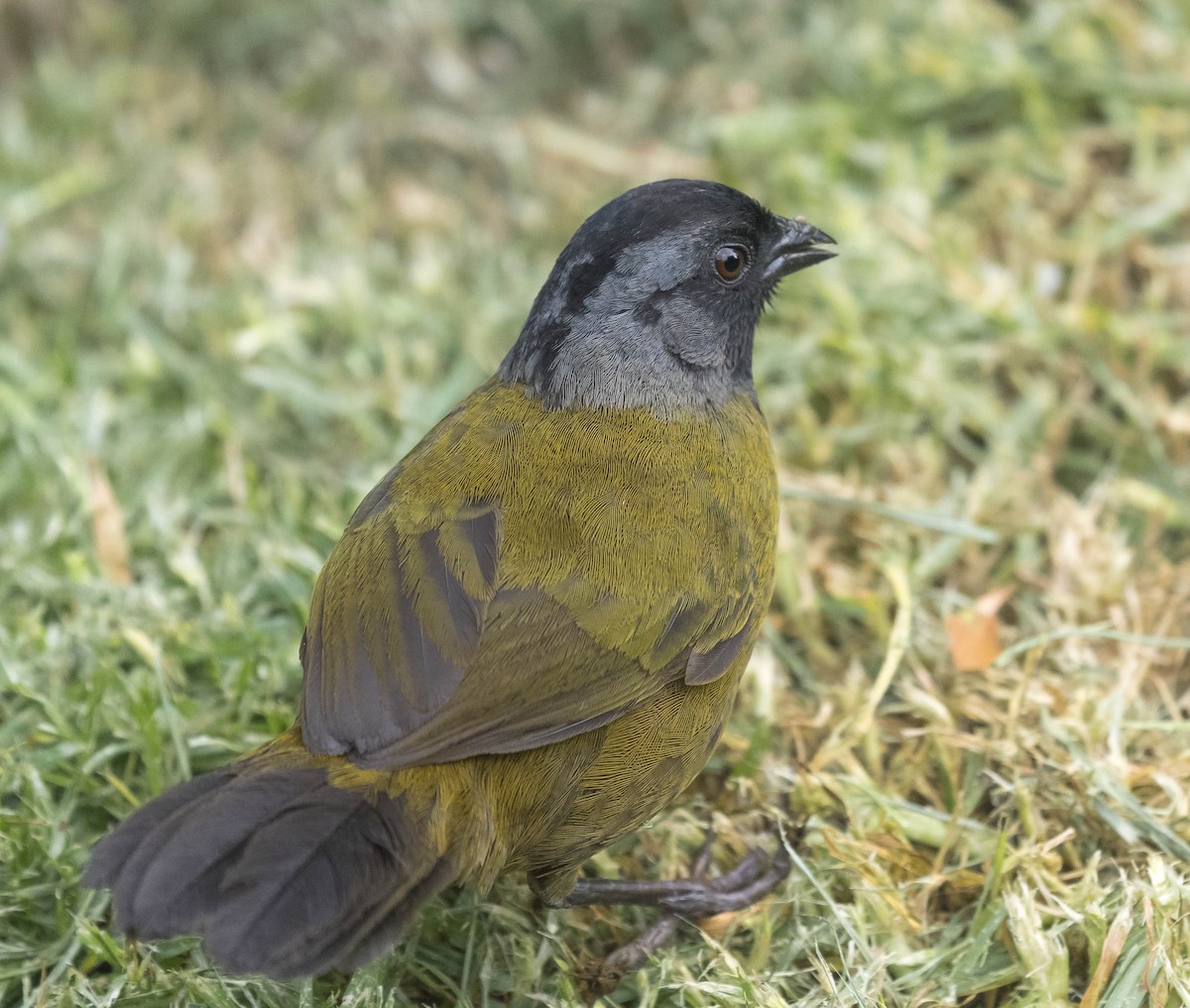 Large-footed Finch - William Richards