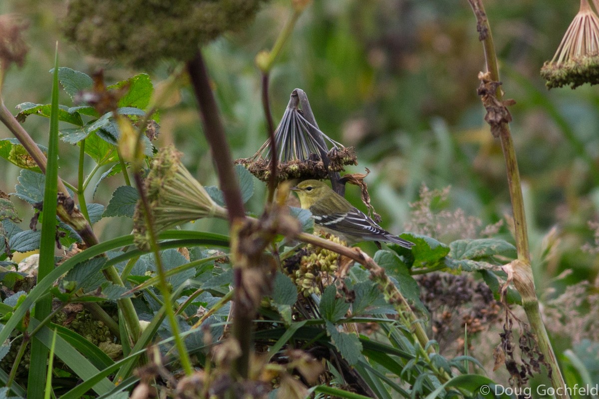 Blackpoll Warbler - ML169857491