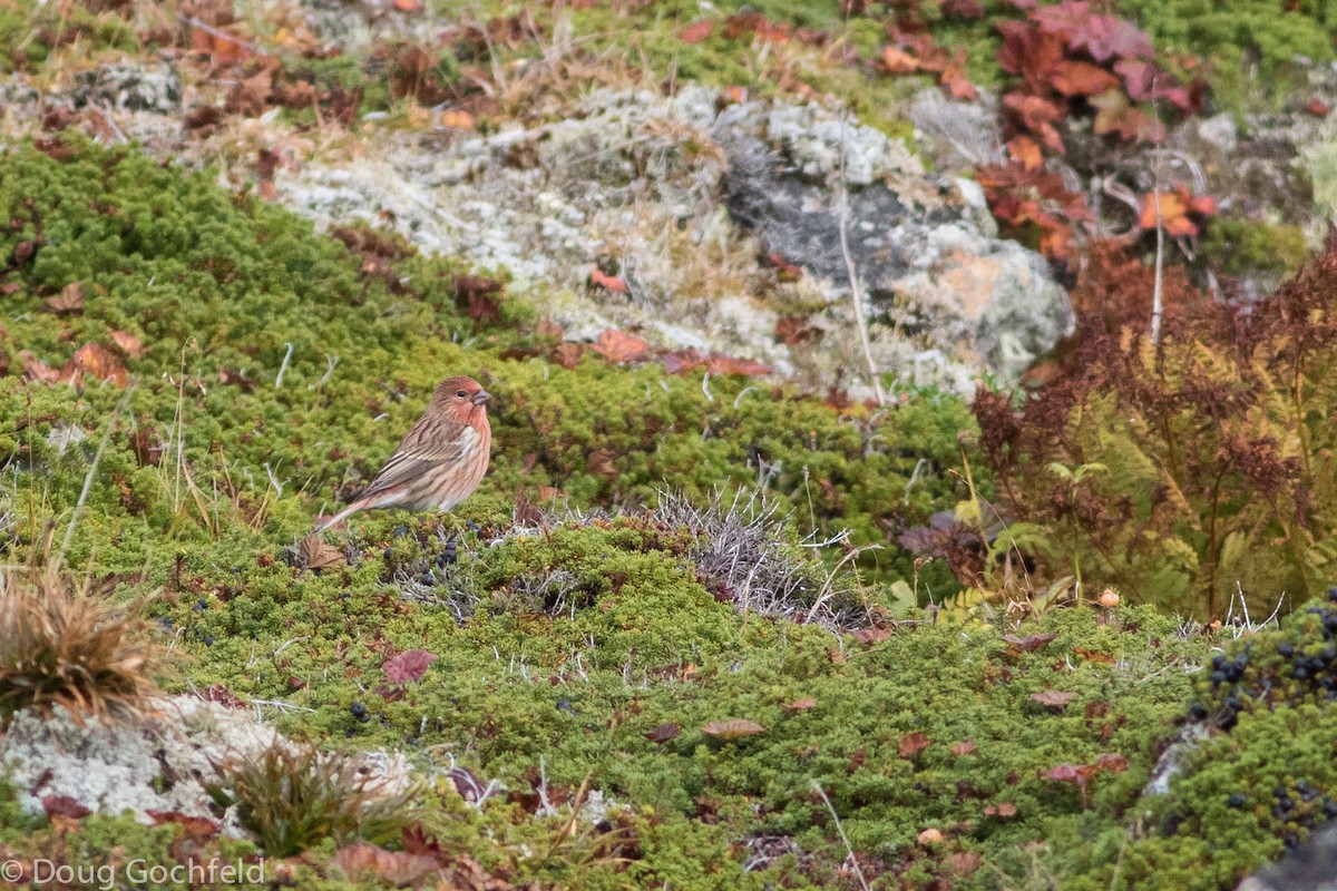 Pallas's Rosefinch - Doug Gochfeld